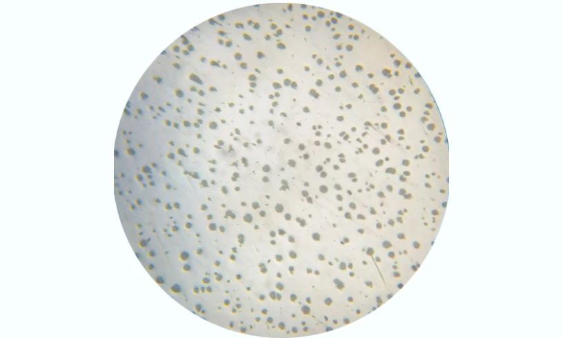 Metallographic Microscope@1x.webp